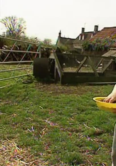 S01:E18 - Feeding the Chickens poster