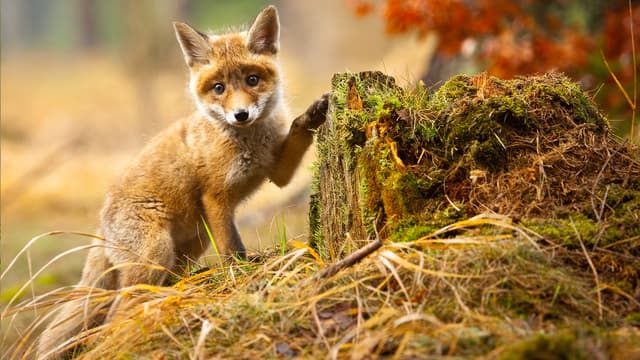 S04:E07 - More Summer Babies