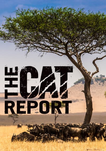 The Cat Report