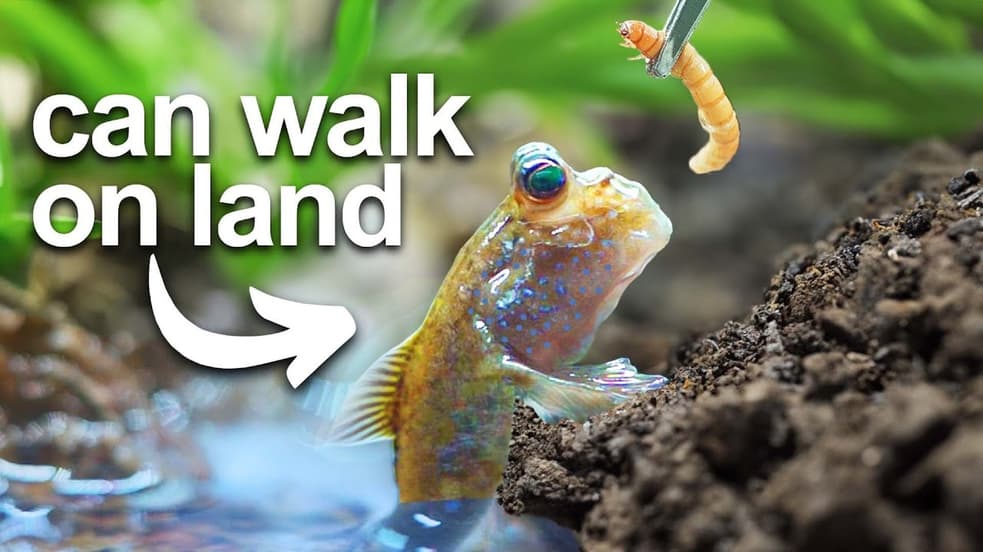 Watch Terra Green S03:E06 - I Got a Pet Walking Fish (Literally) - Free ...