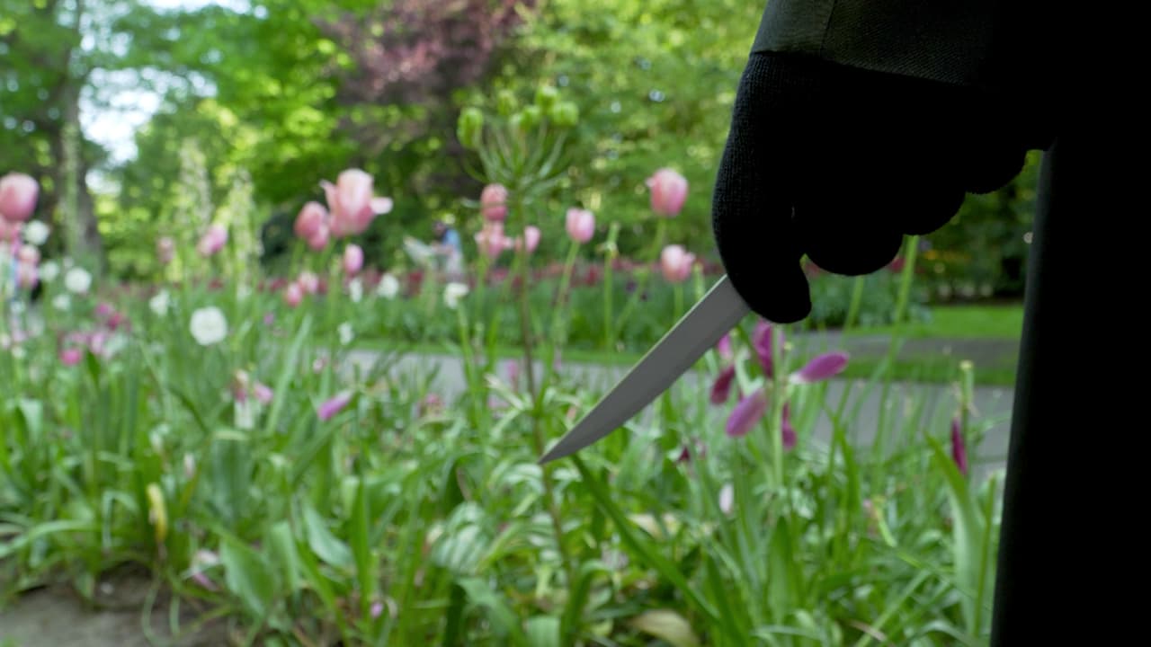 Watch Blood Tulip