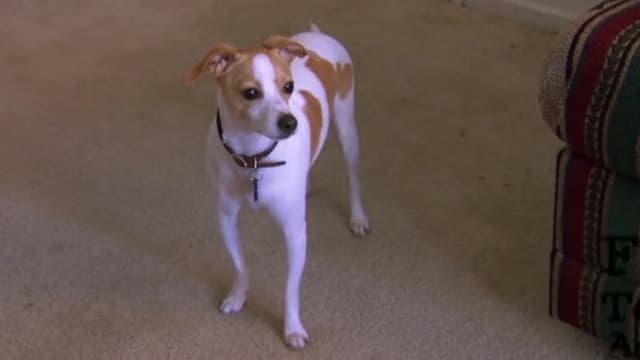 S02:É18 - S02:E18 - The Incredible Hulk