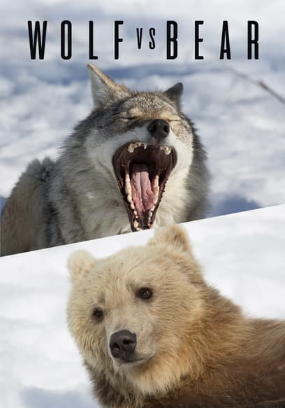 Wolf vs Bear