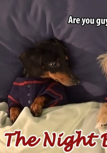 Póster de S01:E20 - Dachshund Xmas Mischief