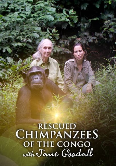 Rescued Chimpanzees of the Congo with Jane Goodall