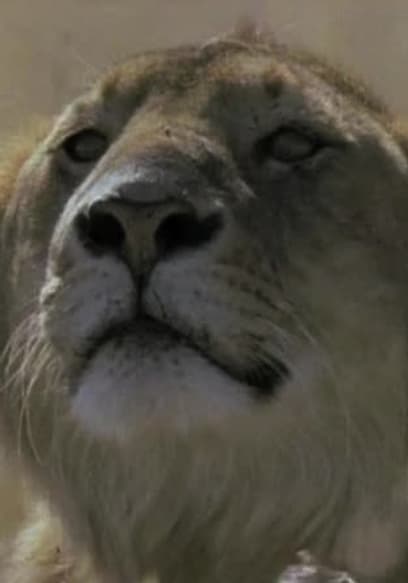 S01:E02 - Animal Journeys (Pt. 2) poster
