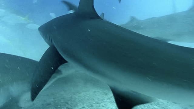 S01:E09 - Whale Sharks Kept in Giant Tank