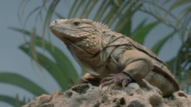 S04:E07 - Velcro the Incredible