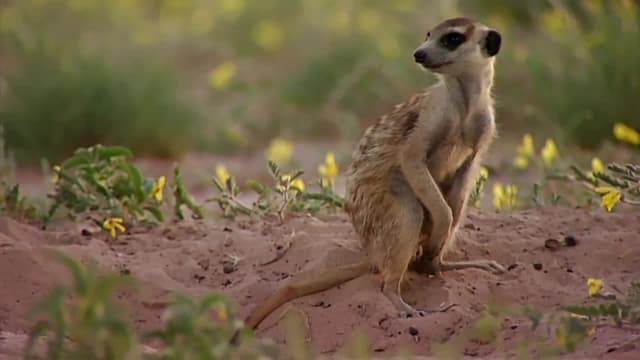 S01:E09 - Daisy's Choice