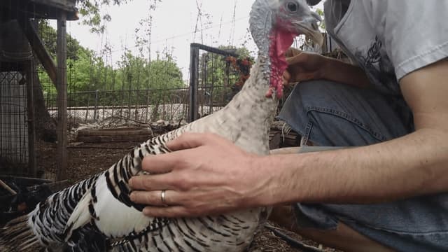 S01:E15 - A Dog Day's Night