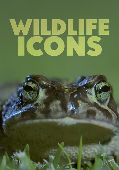 Wildlife Icons