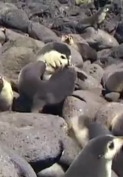 S01:E06 - The Fur Seal Nursery poster