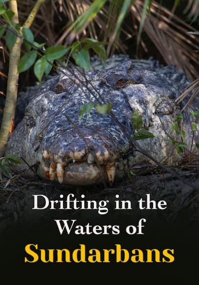 Drifting in the Waters of Sundarbans