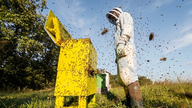 S01:E04 - The Day I Destroyed the Yellow Hive