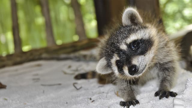 S01:E10 - Even More Zoo Babies