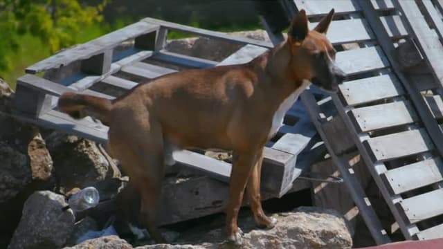 S01:E06 - Who Rescued Who