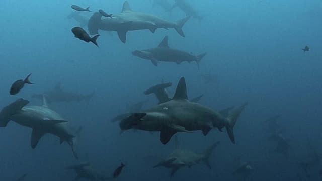 S01:E13 - Bottom-Dwelling Sharks
