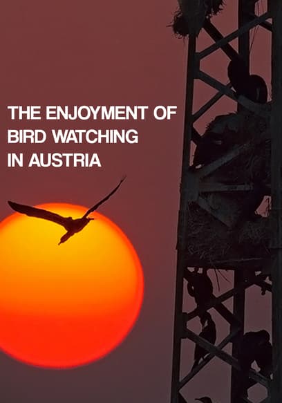 The Enjoyment of Bird Watching in Austria
