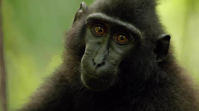 S01:E03 - Nature's Weirdest
