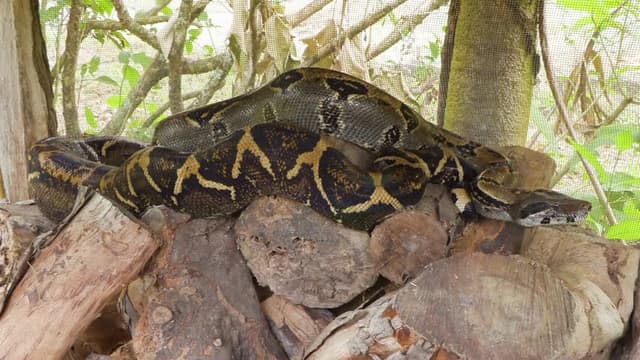 S09:E08 - BIG Angry Snake Rescue / 24-Hour Snake Hunt