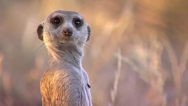 S01:E07 - Divided Loyalties