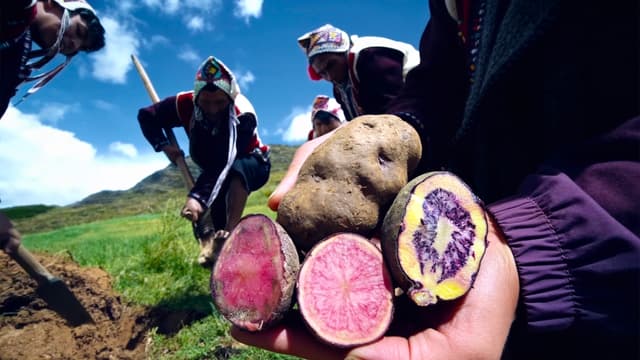S01:E05 - The Last Super Potatoes