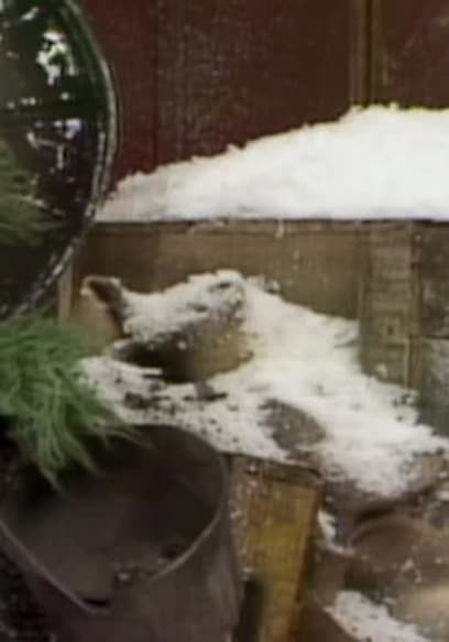 S07:E39 - Big Bird and Oscar Clear the Snow poster