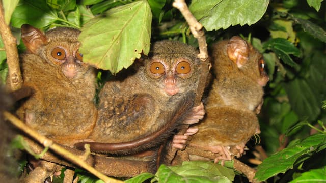 T02:C02 - S02:E02 - The Real Gremlin