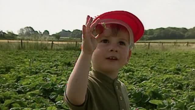 S02:E35 - Strawberry Picking