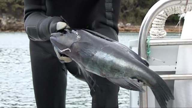 S01:É19 - S01:E19 - South Australian Snapper