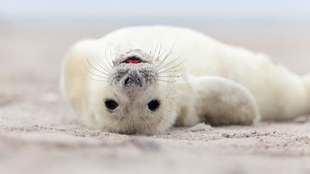 S04:E06 - Extreme Cold Babies