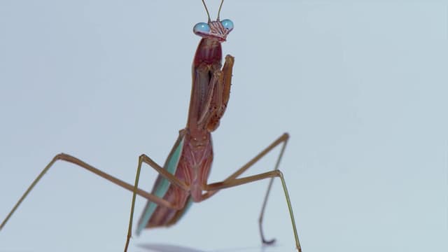 S01:E01 - Parte Uno: Pequeñas Criaturas - Grandes Vidas