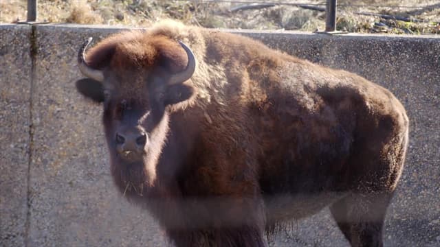 S01:E03 - Beluga Scars, a Cracked Beak and Broken Polar Bear Teeth