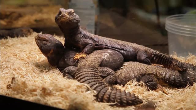 S02:E04 - Mother of All Snakes