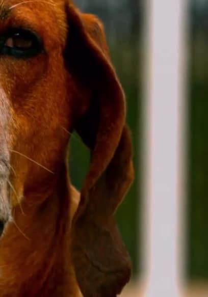 S03:E10 - Dogs 101 poster