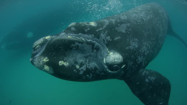 S01:E06 - Ballenas Versus Gaviotas