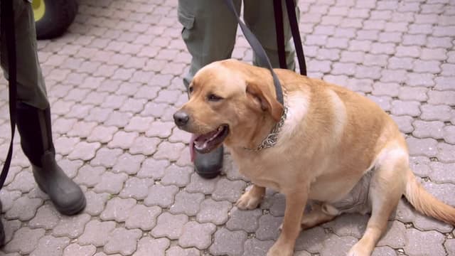 S01:E03 - Walk on the Wild Side