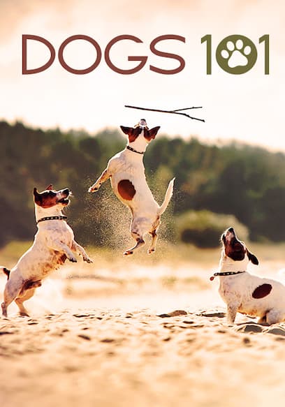 S02:E01 - Dalmatian, Havanese and More