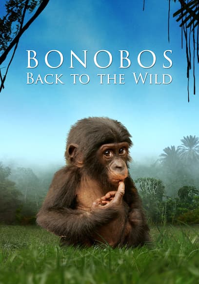 Bonobos: Back to the Wild