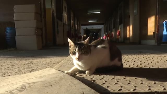 S02:E03 - Hokkaido Cats 3