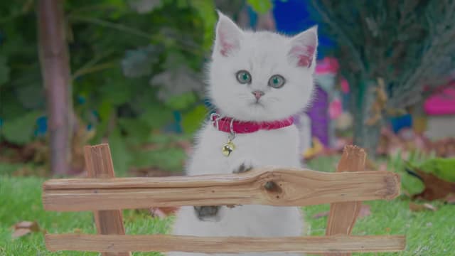 S02:E14 - Post Pig Petunia Breaks Down / Safety Pants / Finding Friends