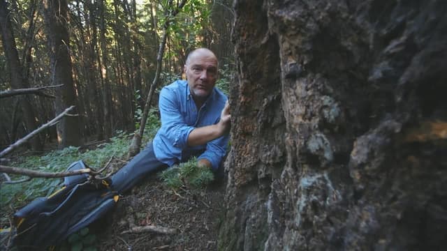 S01:E13 - Douglas Fir & Buffaloberry