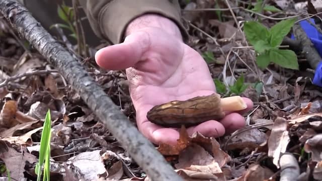 S01:E17 - Maple Syrup and Mushrooms