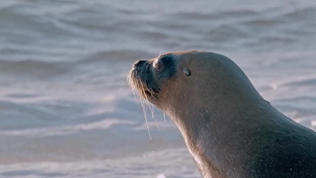 S01:E03 - Lobos Marinos Versus Orcas