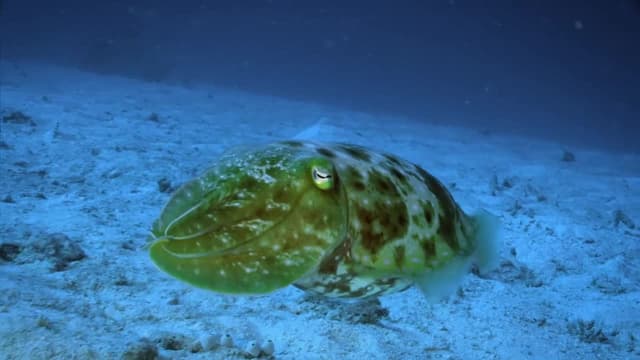 S01:E04 - Coral Kingdom