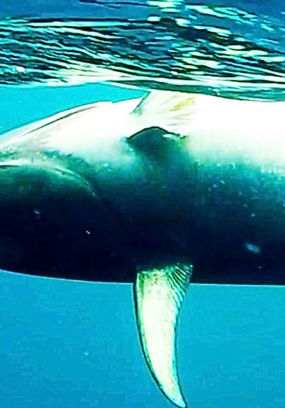 S01:E03 - Crossed Lines on a 120LB Bluefin: San Clemente Island poster