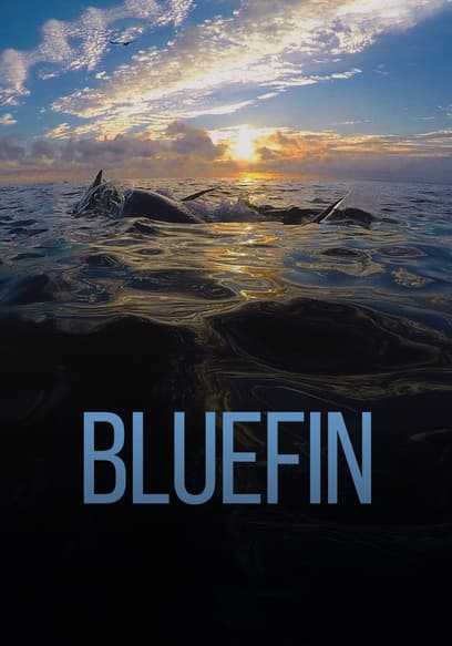 Bluefin