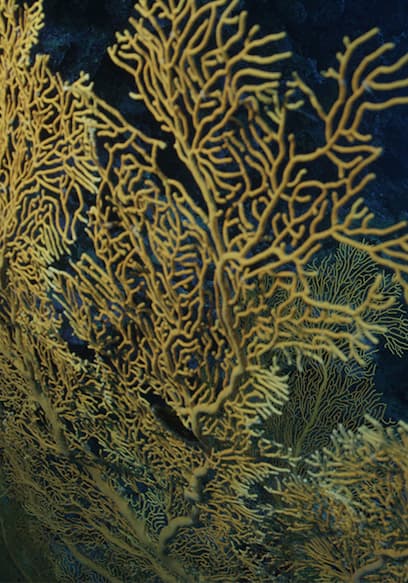 S01:E05 - Saumarez Reef poster