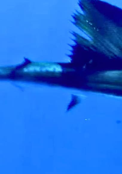 Affiche de S01:E16 - The Great Baja Marlin Evasion