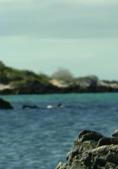 S01:E01 - Galapagos poster